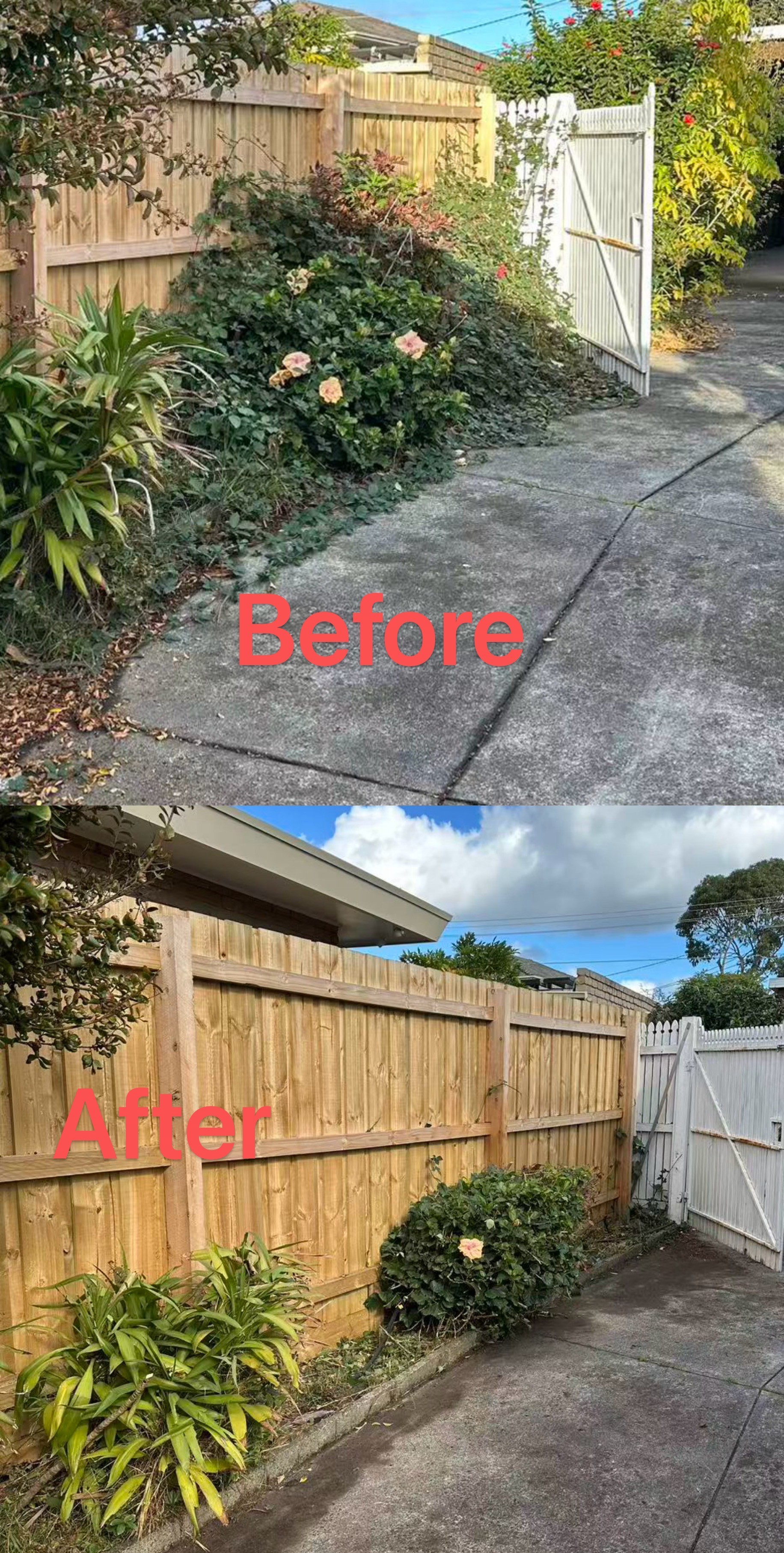 Side path before and after: an overgrown shrub and creeper spilling over the path cut back to a tidy fence line