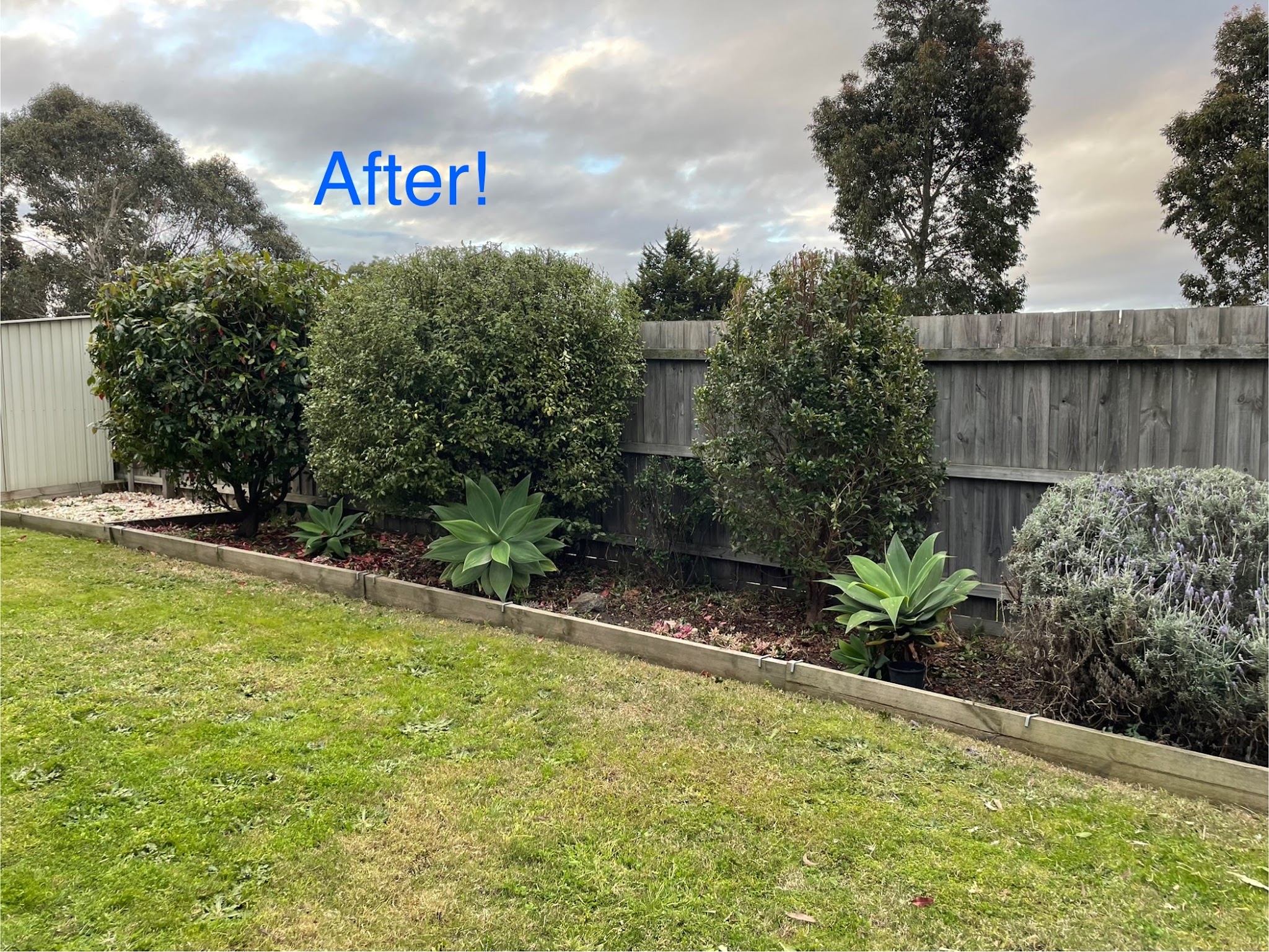 Tidy garden bed along a timber fence with rounded shrubs, agaves and lavender after a clean-up