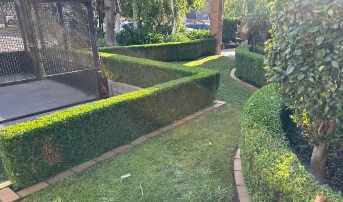 Box hedges trimmed into crisp straight lines along a lawn path