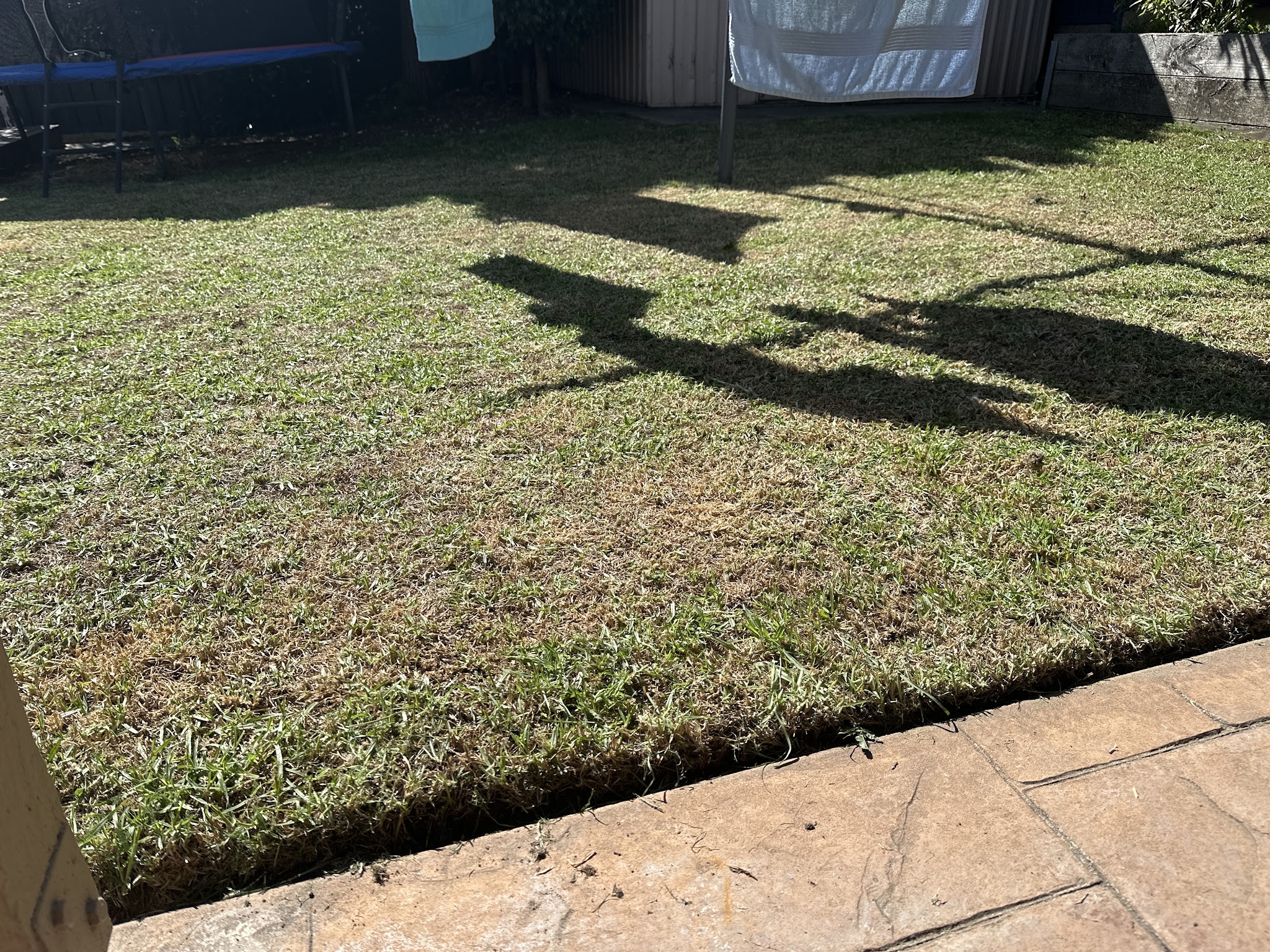 Freshly mowed backyard lawn in afternoon sun running up to paving